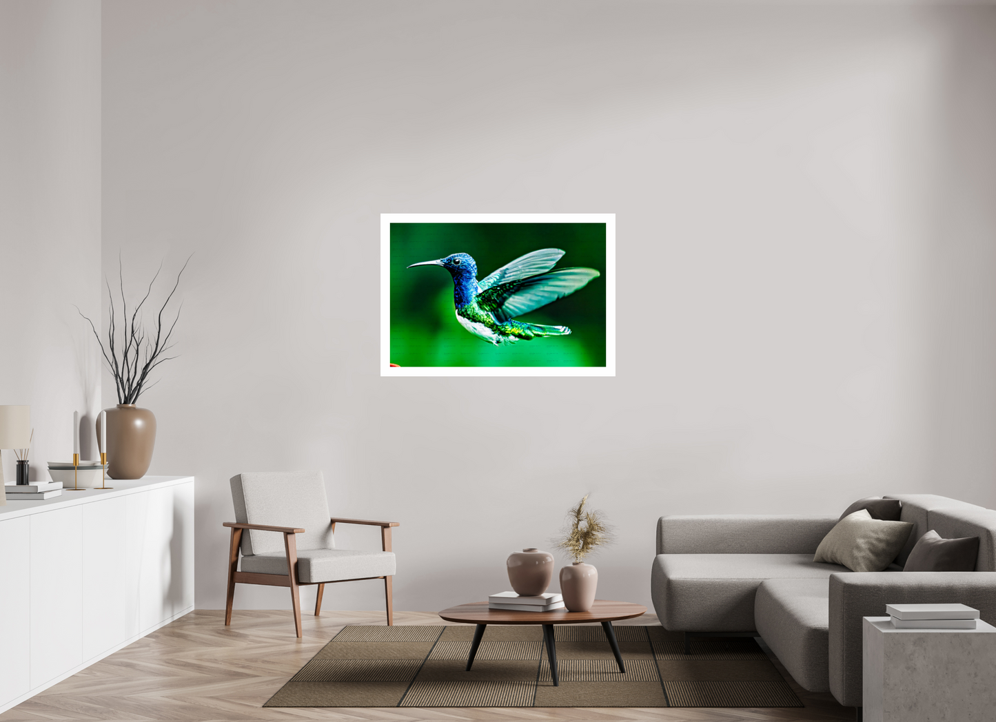 Jacobin Hummingbird
