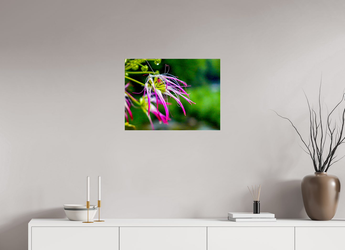 Fringed Pink Primadonna