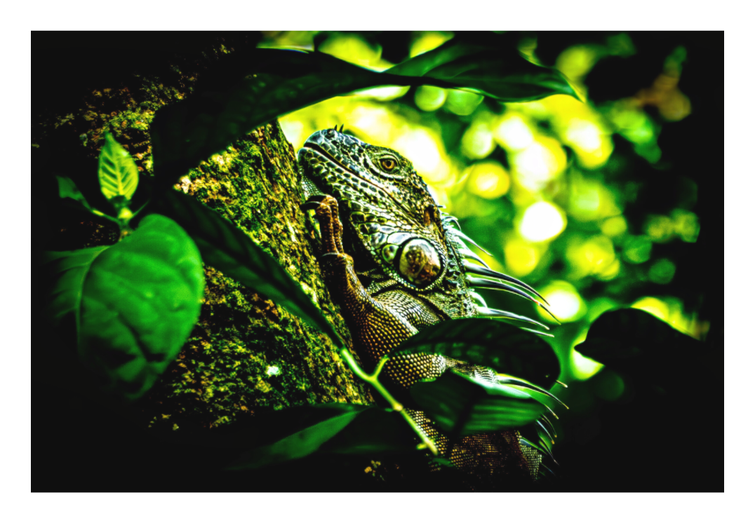 Green Iguana