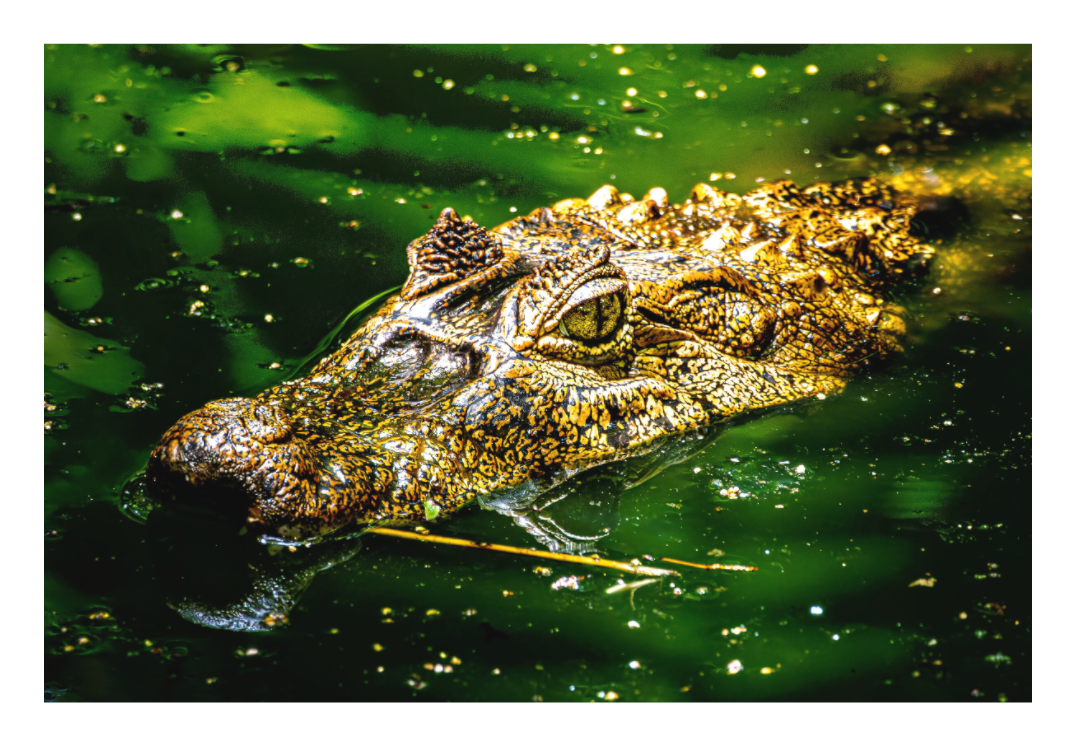 Caiman Crocodile