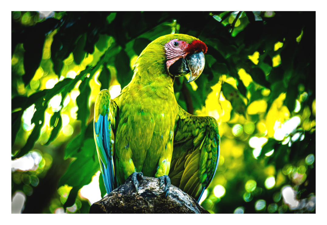 Great Green Macaw