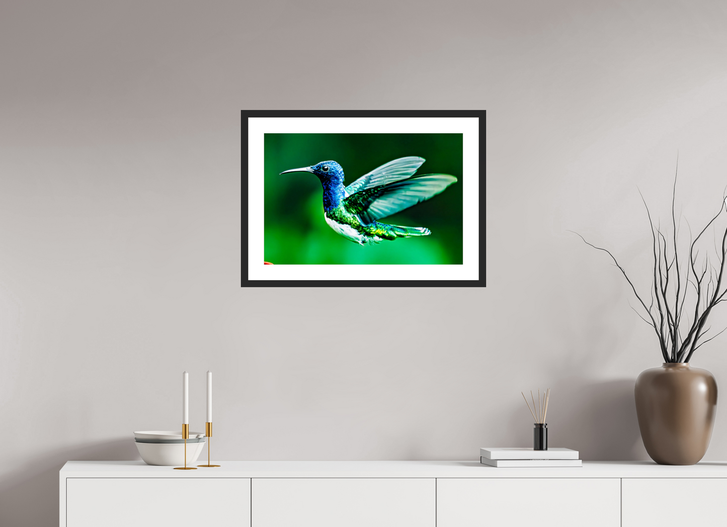 Jacobin Hummingbird