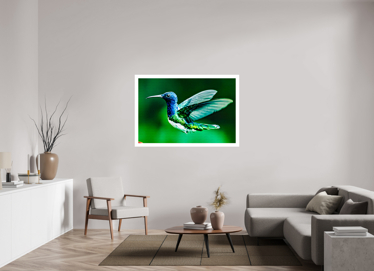Jacobin Hummingbird