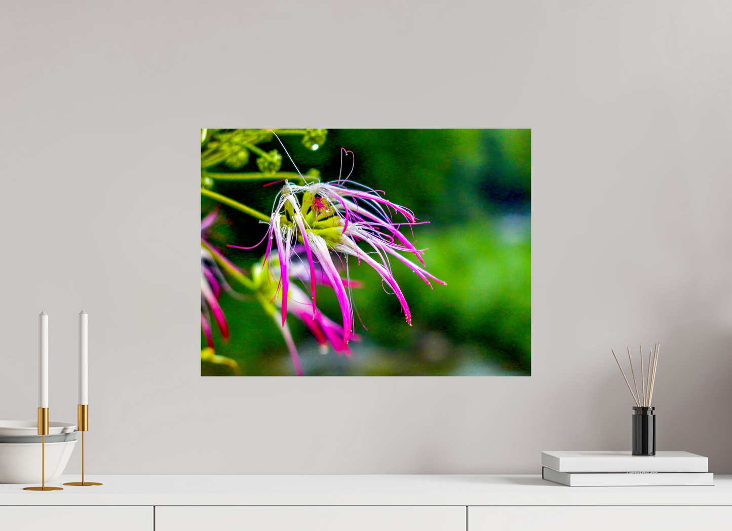 Fringed Pink Primadonna