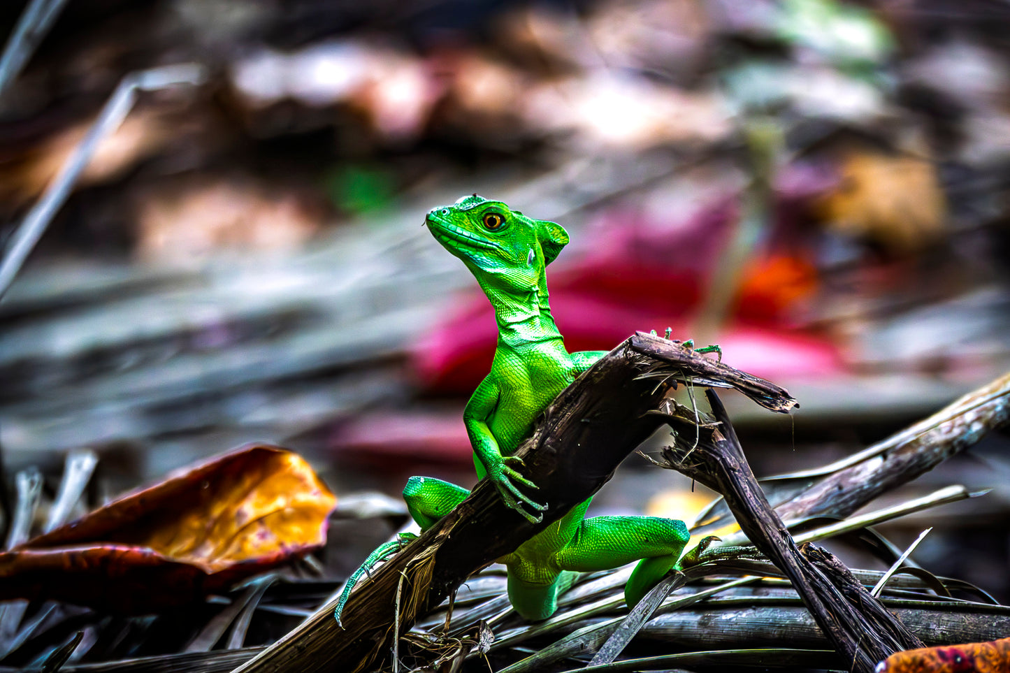Jesus Christ Lizard