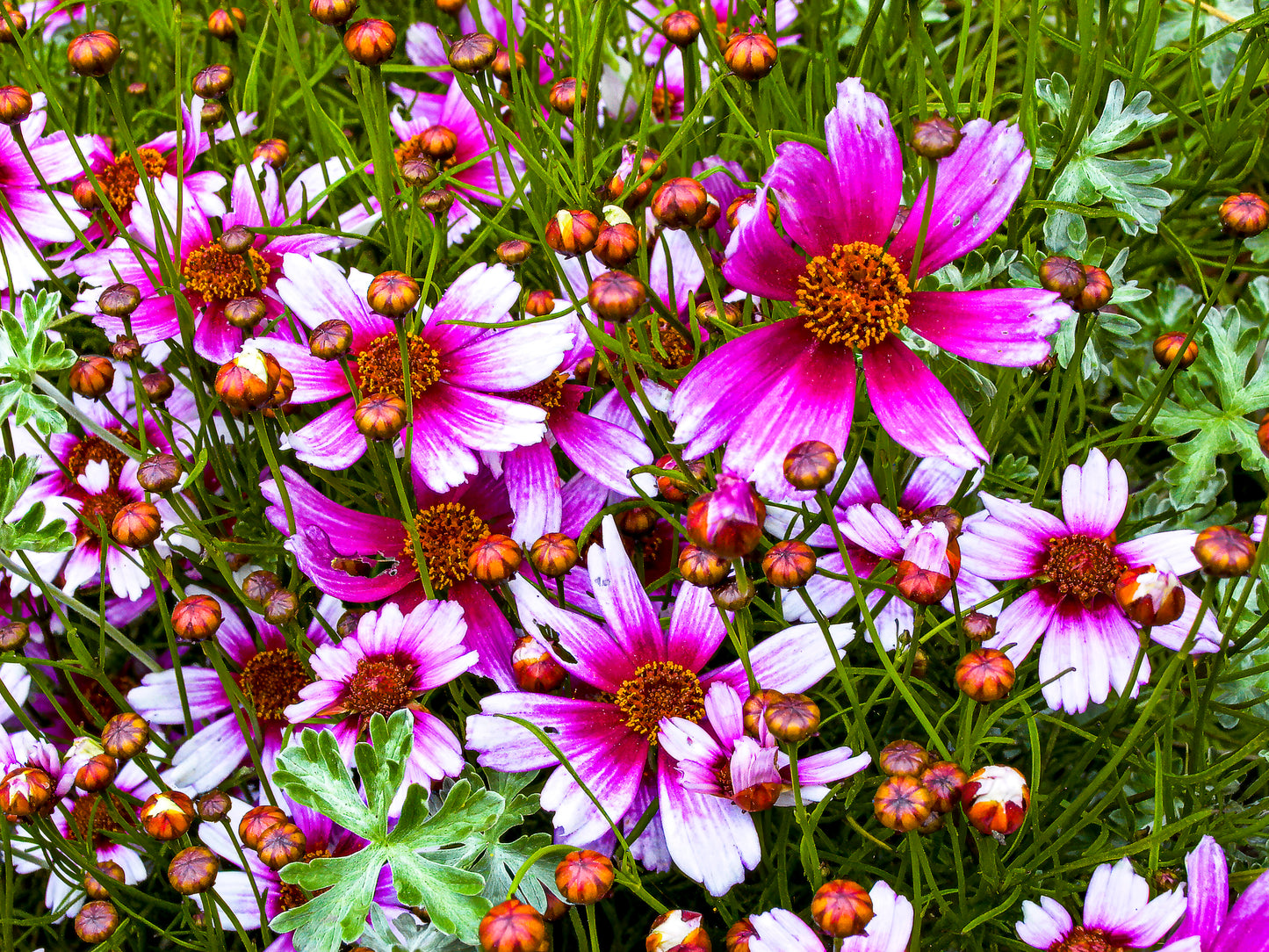 Mexican Aster