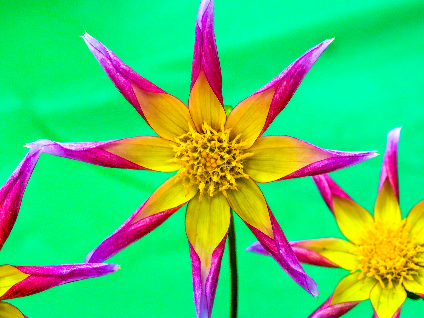 Purple & Yellow Dahlia