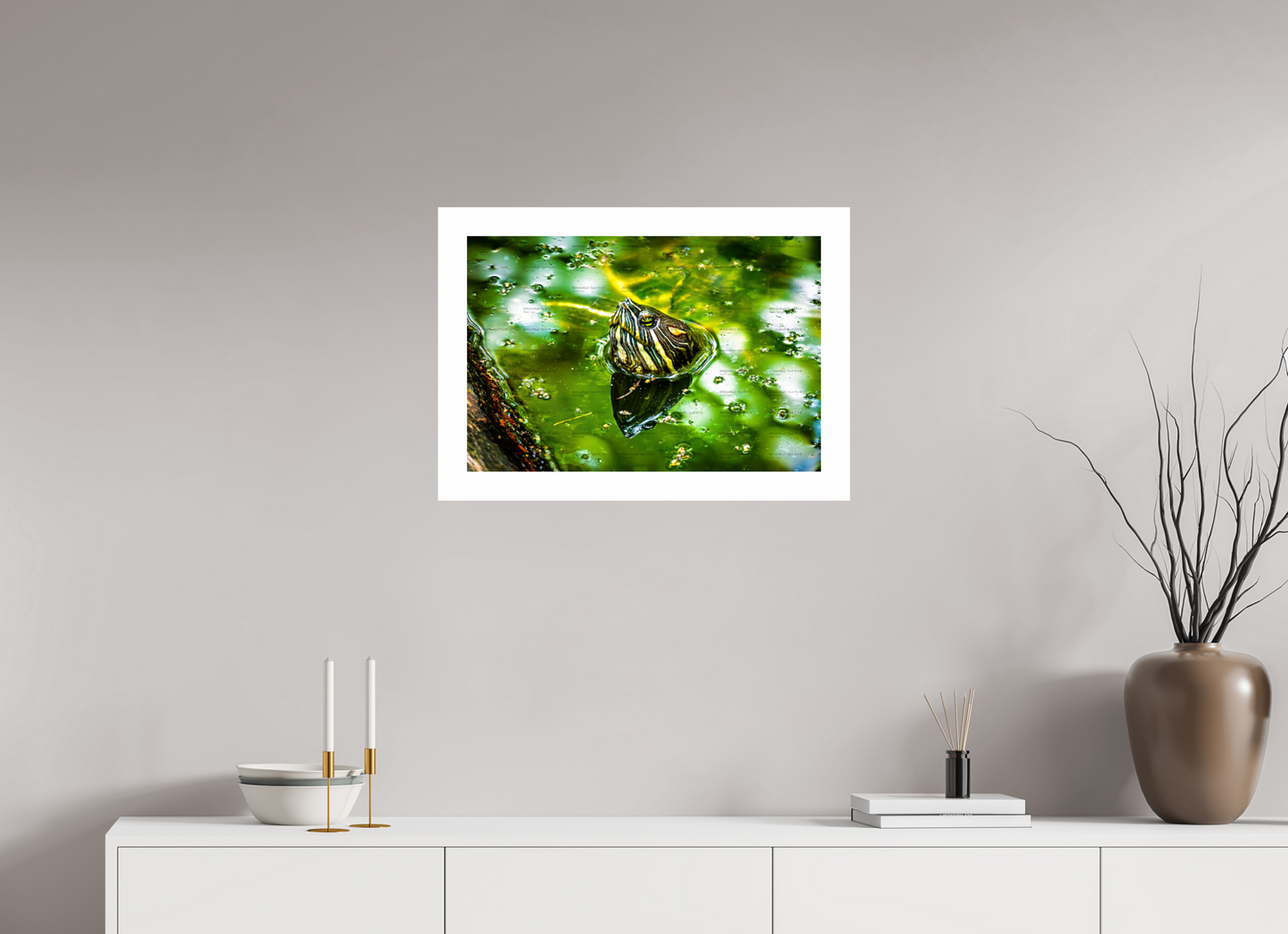Red Eared Slider Turtle