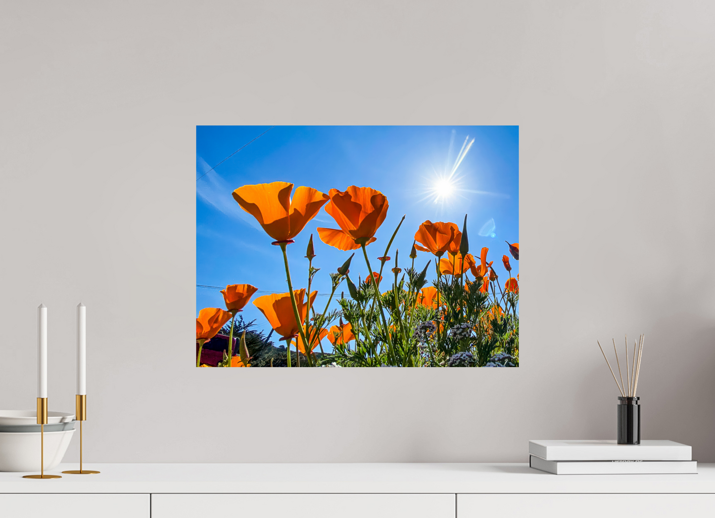 Golden Poppy