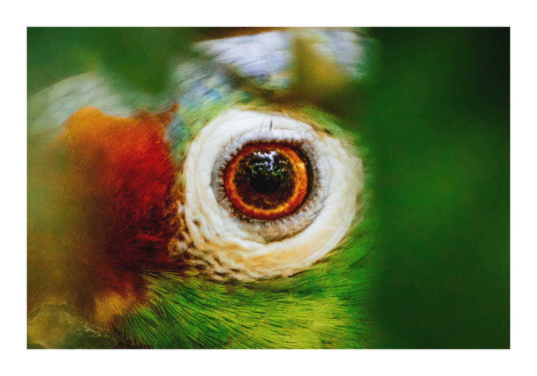 Eye of the Macaw