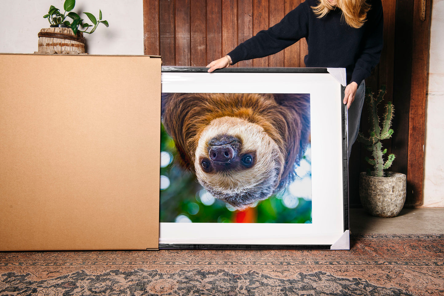 Hanging Two-Toed Sloth