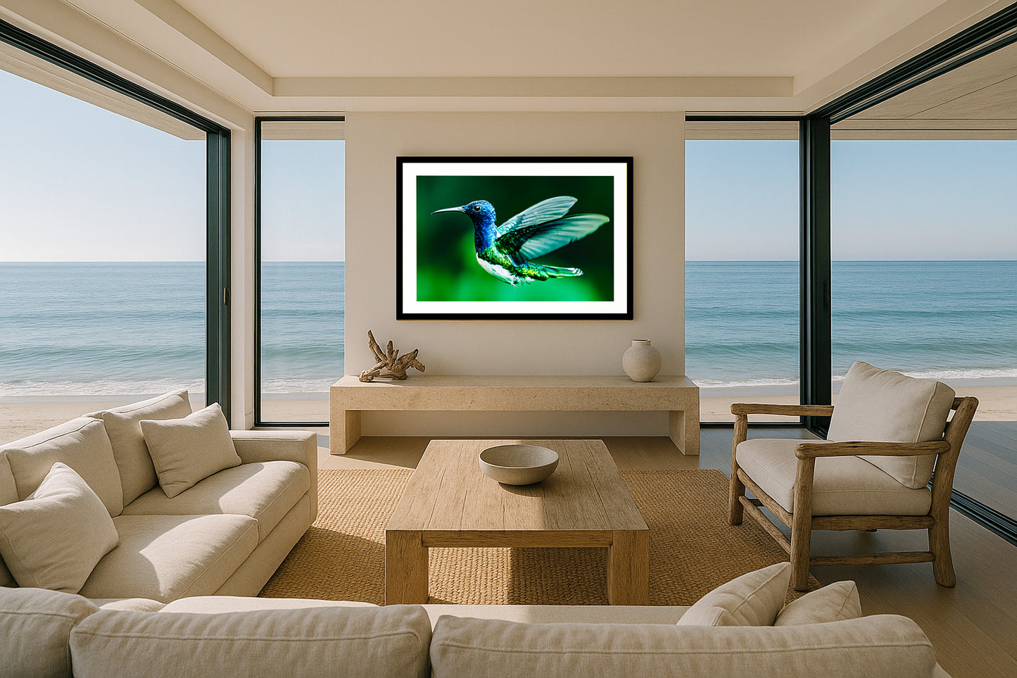 Jacobin Hummingbird
