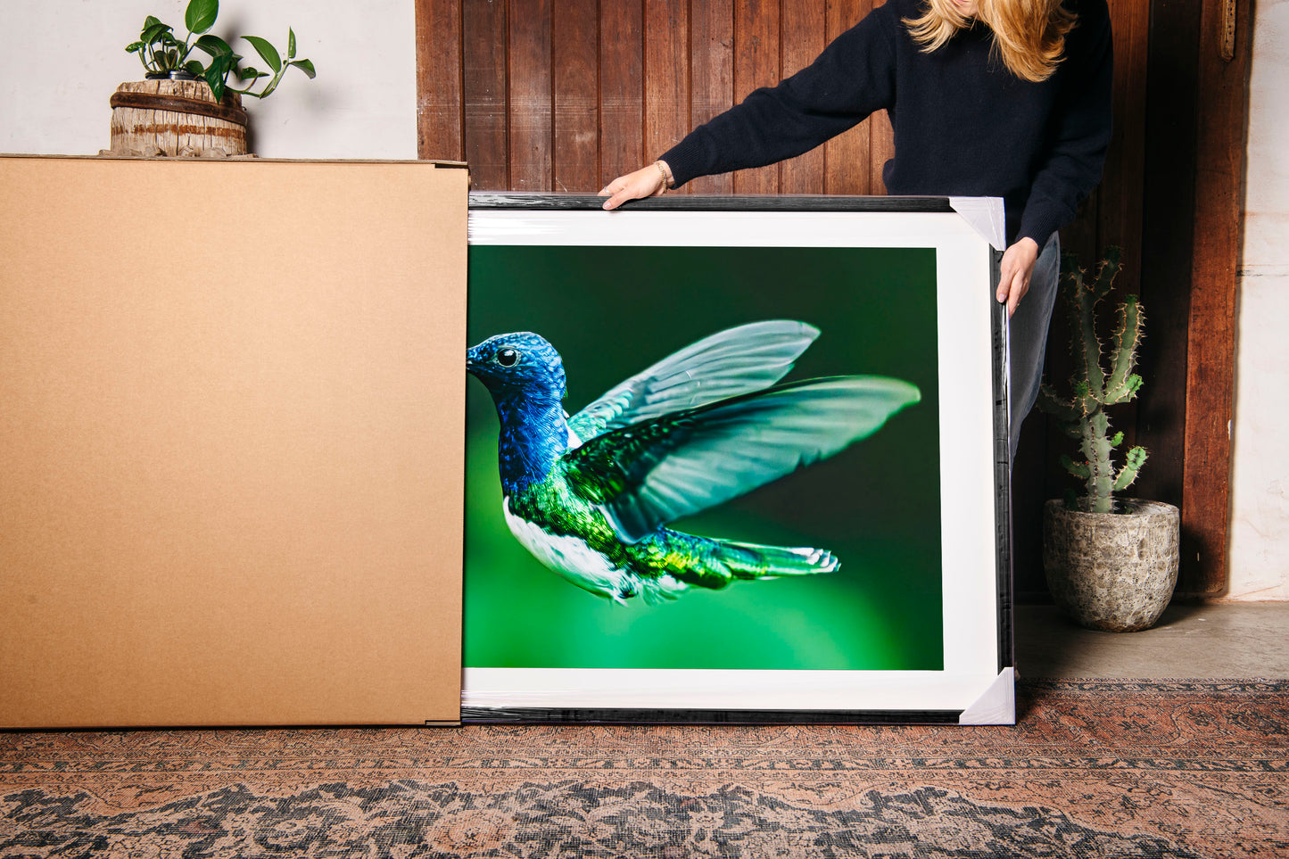 Jacobin Hummingbird