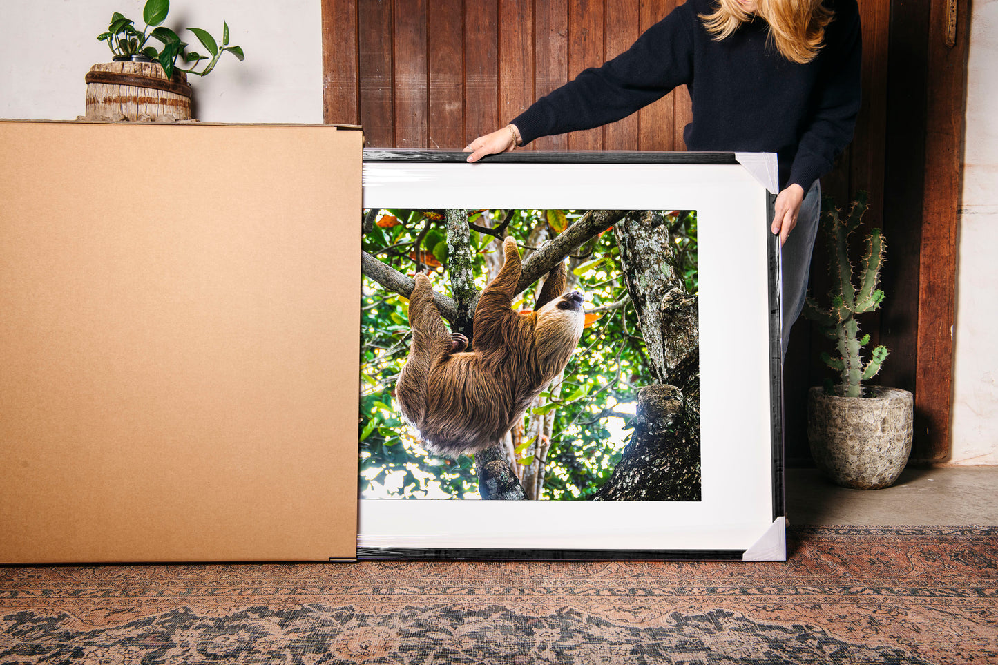Two-Toed Sloth
