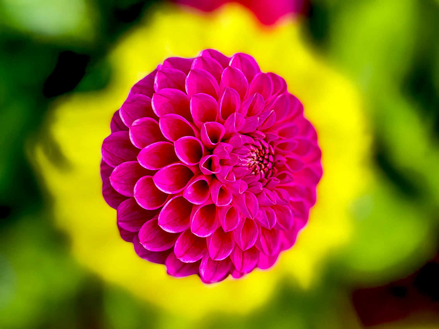 flora
