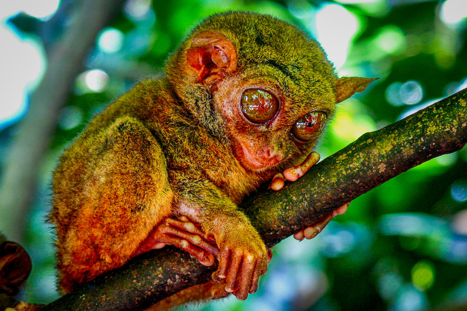 wildlife