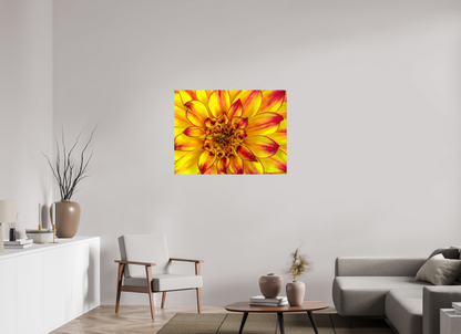 Golden Dahlia