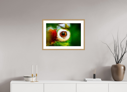 Eye of the Macaw