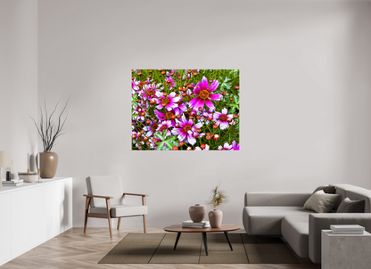 Mexican Aster
