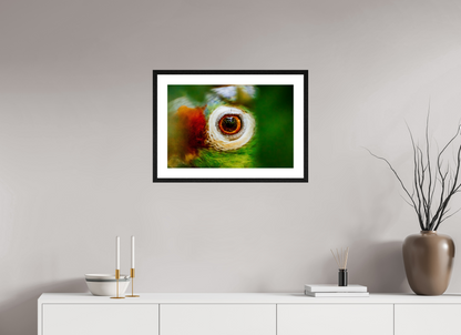 Eye of the Macaw