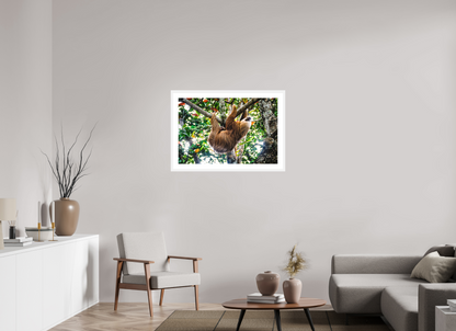 Two-Toed Sloth