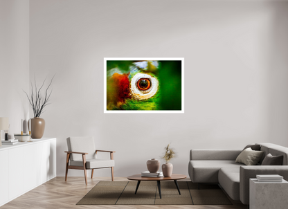 Eye of the Macaw