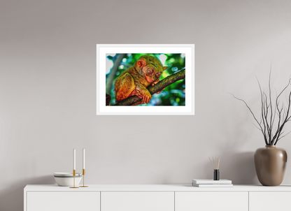 Philippine Tarsier