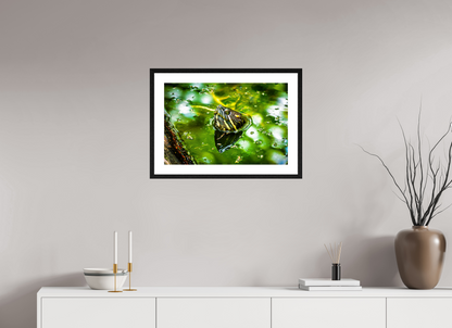 Red Eared Slider Turtle