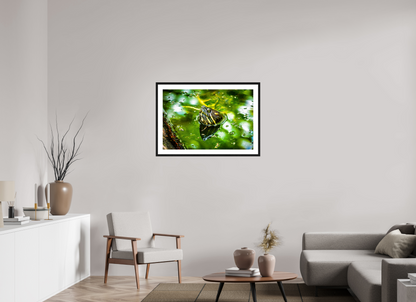 Red Eared Slider Turtle