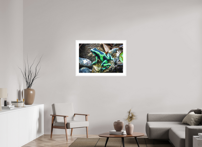 Poison Dart Frog
