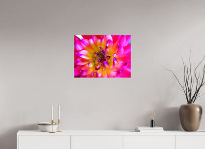 Pink Dahlia