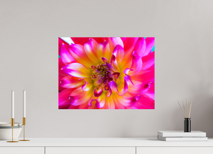 Pink Dahlia