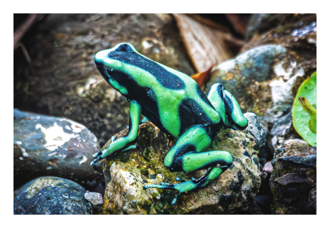 Poison Dart Frog