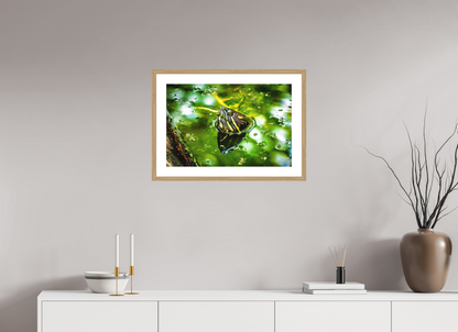 Red Eared Slider Turtle