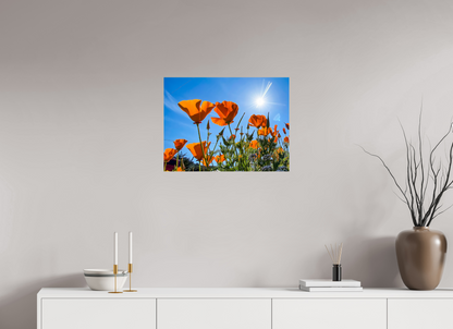 Golden Poppy
