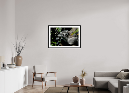 Ring-Tailed Lemur