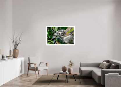 Ring-Tailed Lemur