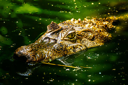 Caiman Crocodile