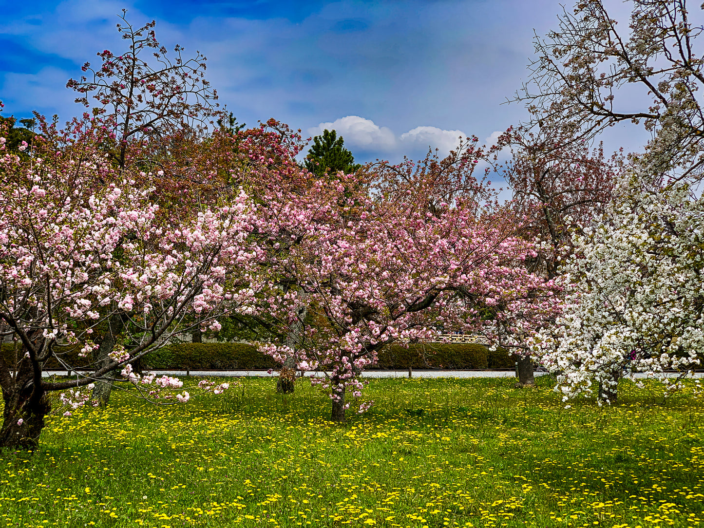 Cherry Blossom