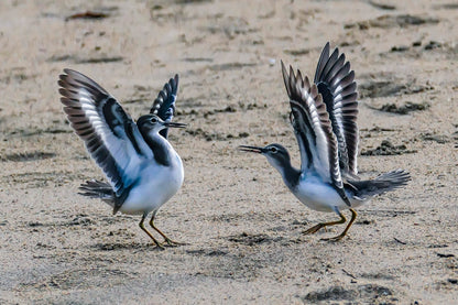 Dancing Sandpipers