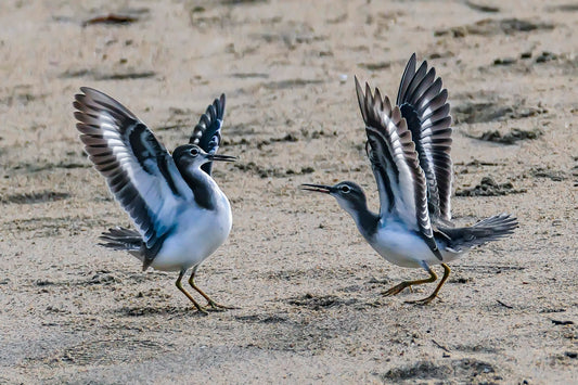 Dancing Sandpipers