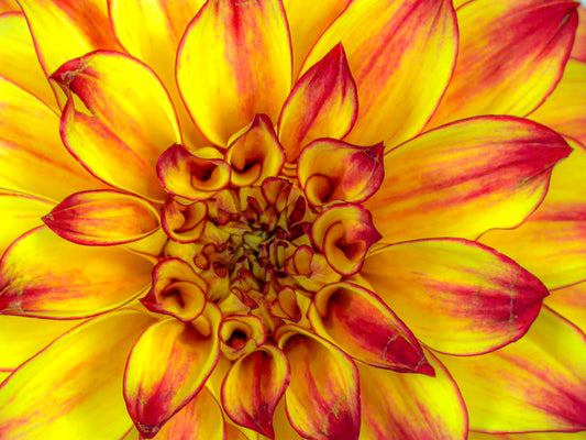 Golden Dahlia