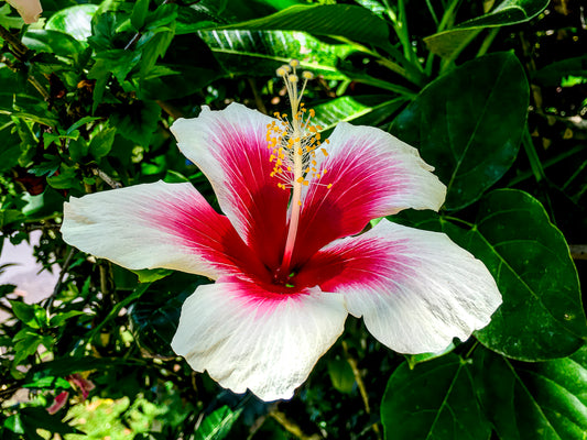 Hawai'ian Hibiscus