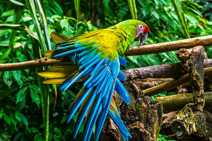 Macaw Wing