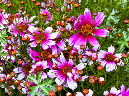 Mexican Aster
