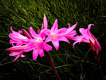 Belladonna