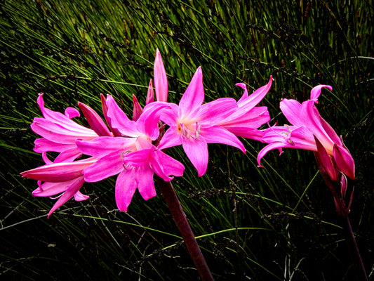Belladonna