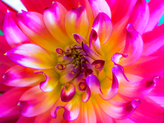 Pink Dahlia