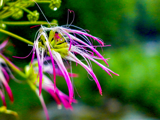 Fringed Pink Primadonna