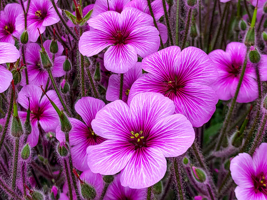 Pink Sorrel